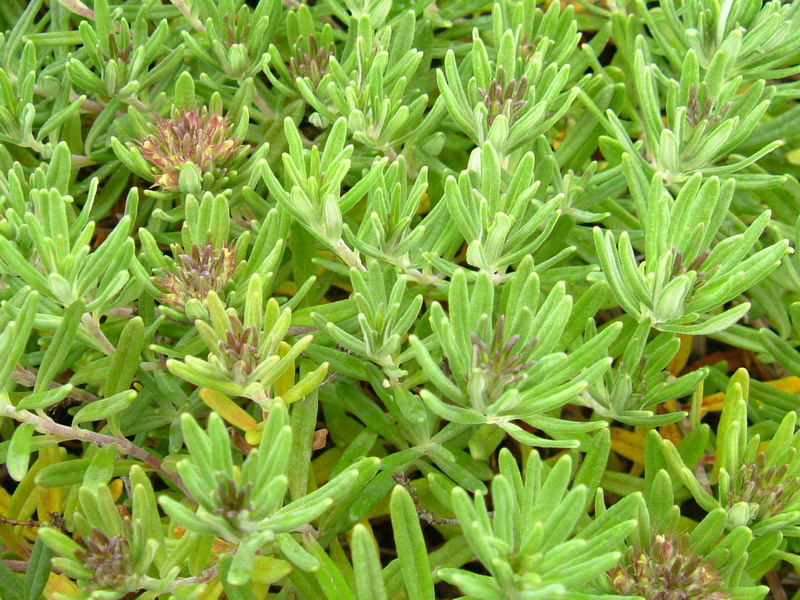 Teucrium montanum / Camedrio montano